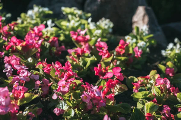 Florale Textur Mit Rosa Blüte Mit Sonnenlicht — kostenloses Stockfoto