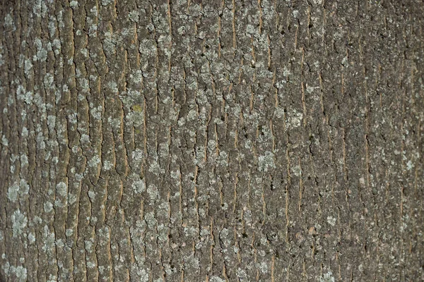 Tekstur Horisontal Dari Kulit Pohon Kering — Stok Foto
