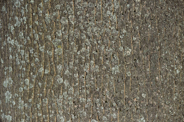 horizontal texture of dry tree bark