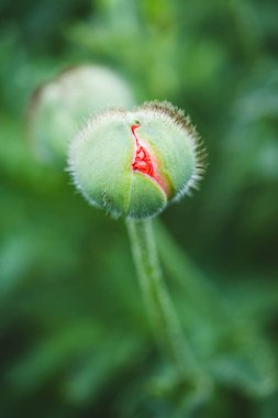 Tender red poppy bud on summer field background clipart
