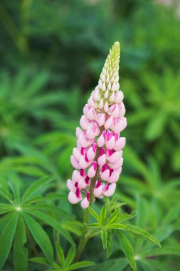 Pink lupine flower on green meadow clipart