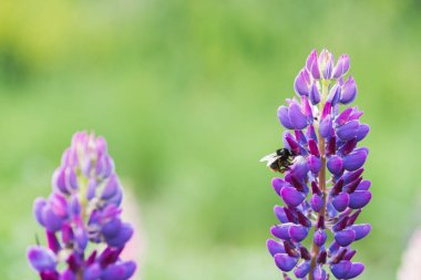Bee collecting nectar from lupine flower clipart