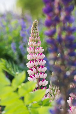Beautiful meadow with blooming lupine flowers clipart