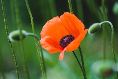 Blooming red poppy flower on summer meadow clipart