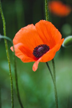 Wild red poppy flowers on blooming meadow clipart