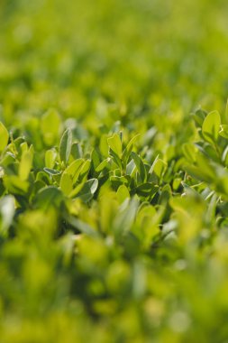 Boxwood plant green leaves in close-up view clipart