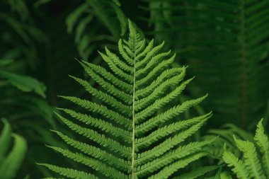 Lush green background with large fern leaf