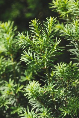 Hemlock tree green branches and leaves background clipart