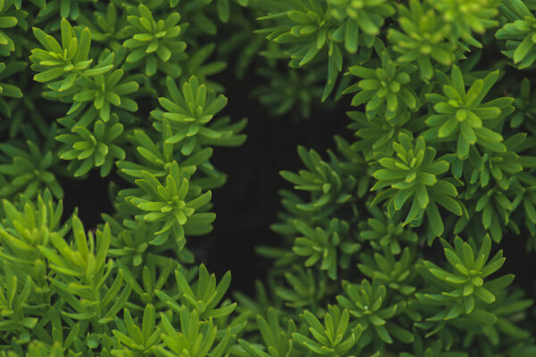 Цветочный фон с крошечными зелеными листьями растений
 