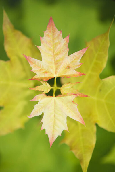Maple leaves on tree branch background