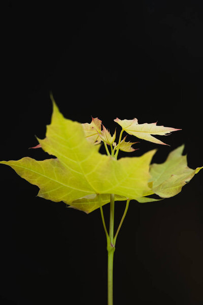 Tree branch with maple leaves isolated on black background