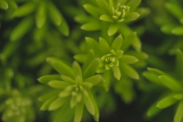 Close View Tiny Green Plant Leaves — Stock Photo, Image