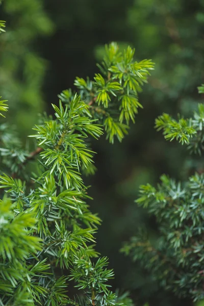 Conifer Green Branches Leaves Background — Free Stock Photo