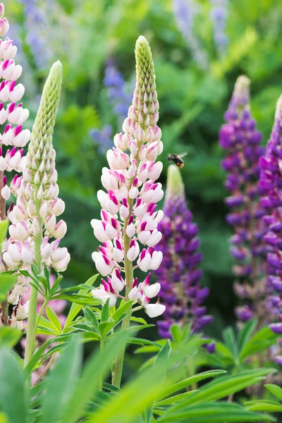 Abeja Volando Por Encima Flor Altramuz Rosa Prado — Foto de Stock