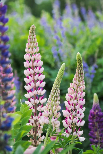 Blooming Lupines Summer Wild Meadow — Free Stock Photo