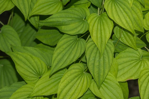 Green Leaves Texture Wild Nature — Stock Photo, Image