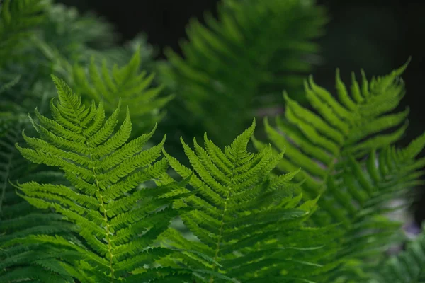 Natural Background Green Fern Leaves — Stock Photo, Image