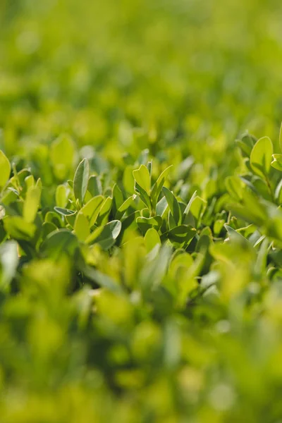Yakın Çekim Görünümünde Şimşir Bitki Yeşil Yaprakları — Stok fotoğraf