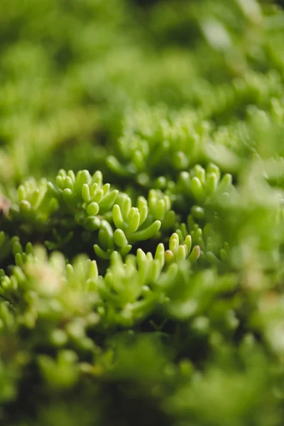 Fond Floral Avec Minuscules Feuilles Vertes Succulent — Photo gratuite