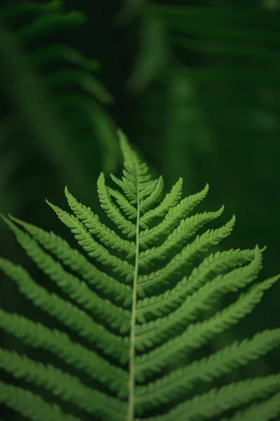 Зелений Лист Папороті Розмитому Фоні Природи — стокове фото
