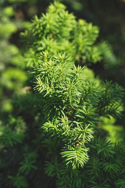 Conifer branches and leaves in sunlight background