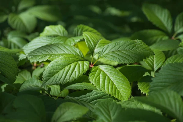 Fondo Naturaleza Verde Con Hojas Uva —  Fotos de Stock