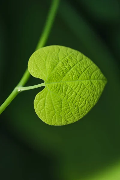 Hoja Verde Vegetal Forma Del Corazón —  Fotos de Stock