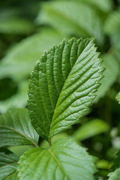 Крупный план зеленого клубничного листа на размытом фоне природы
