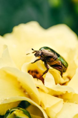 bir gül chafer böceği Park sarı çiçek yaprakları üzerinde