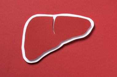 top view of liver on red background, healthcare concept clipart