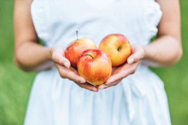 cropped view of girl holding fresh picked apples in hands clipart