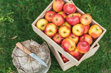 top view of fresh picked apples in wooden boxes with knife on stump clipart