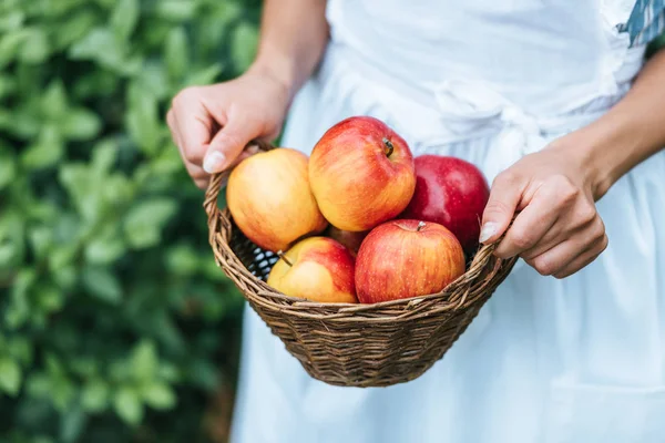 Vista Parcial Mujer Sosteniendo Cesta Mimbre Con Manzanas Rojas Frescas — Foto de Stock