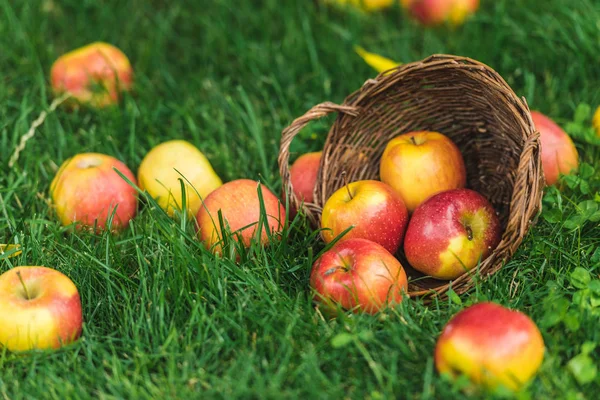 Rijpe Vers Geplukte Appels Rieten Mand Groen Gras — Stockfoto