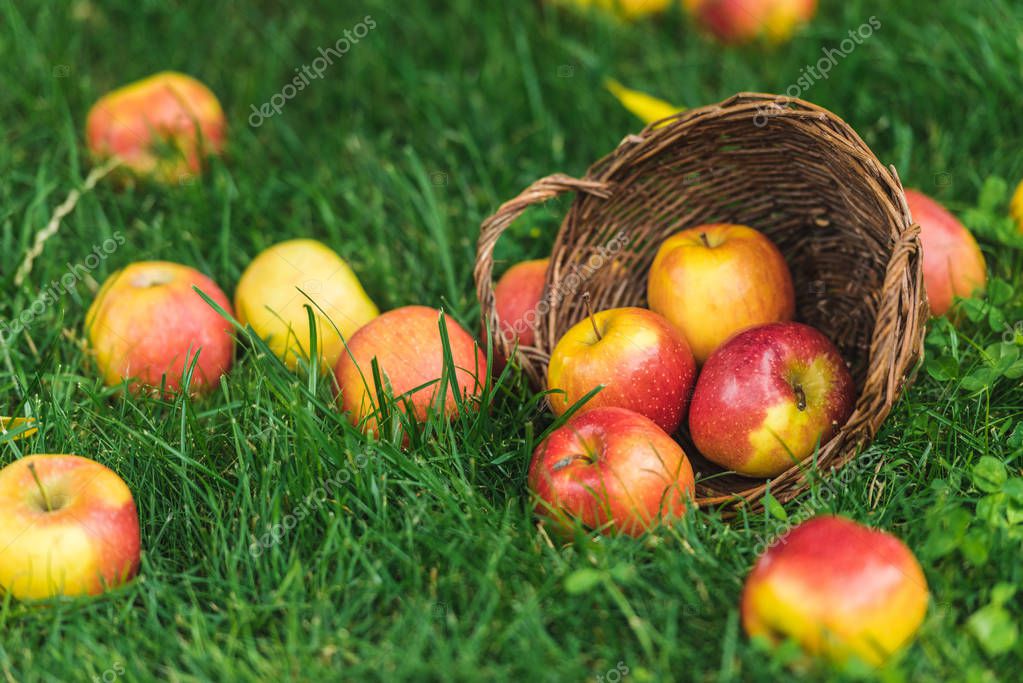 manzanas