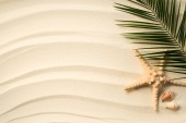pohled shora uspořádány Palmový list, mušle a sea star na písčitém povrchu