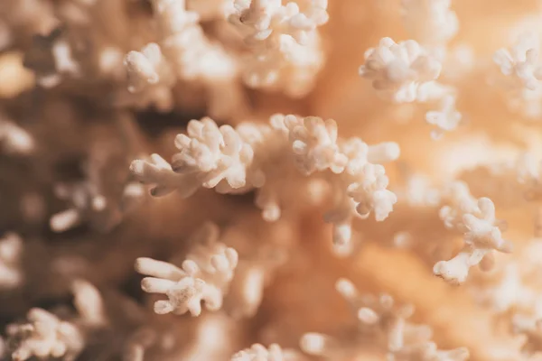 Vista Vicino Del Bellissimo Corallo Come Sfondo — Foto Stock