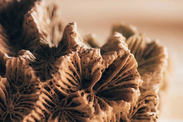 Крупным Планом Вид Кораллов Песчаном Пляже — стоковое фото