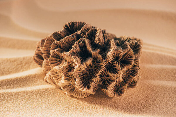 close up view of coral on sandy beach