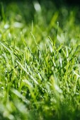 close-up view of fresh green grass, selective focus