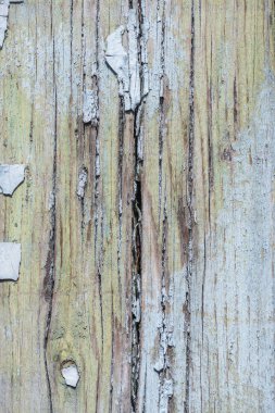 close-up view of old wooden background with weathered scratched paint clipart