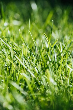 close-up view of fresh green grass, selective focus clipart
