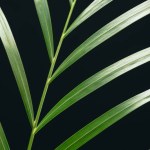 Close up view of green palm leaf isolated on black