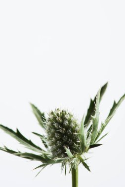 yeşil eryngium alpinum bitki üzerinde beyaz izole görünümünü kapat