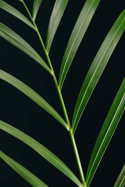 close up view of green palm leaf isolated on black clipart