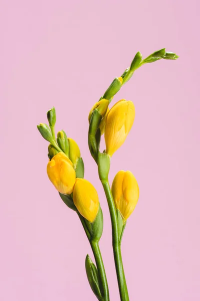 Nära Håll Utsikt Över Vackra Fresia Blommor Isolerad Rosa — Stockfoto