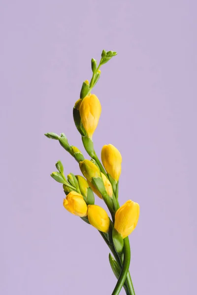 Zblízka Pohled Krásné Žluté Fresia Květin Izolované Fialová — Stock fotografie