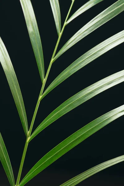 Vue Rapprochée Feuille Palmier Verte Isolée Sur Noir — Photo gratuite