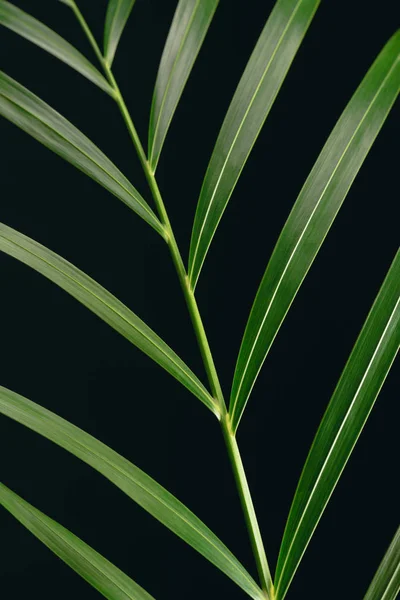Vista Cerca Hoja Palma Verde Aislada Negro —  Fotos de Stock