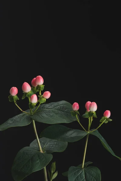 Zamknij Widok Roślin Hypericum Różowe Jagody Czarnym Tle — Zdjęcie stockowe